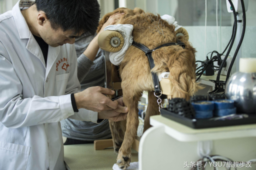 动物医学出国留学热门国家盘点及申请攻略是什么？如何精准选择专业方向？